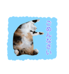 いえねこ m's 1（個別スタンプ：20）