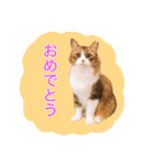 いえねこ m's 1（個別スタンプ：21）