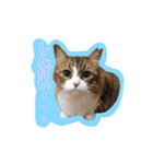 いえねこ m's 1（個別スタンプ：22）