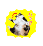 いえねこ m's 1（個別スタンプ：23）