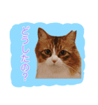 いえねこ m's 1（個別スタンプ：24）