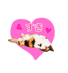 いえねこ m's 1（個別スタンプ：26）