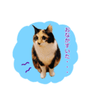 いえねこ m's 1（個別スタンプ：27）