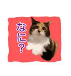 いえねこ m's 1（個別スタンプ：28）