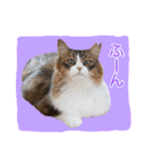 いえねこ m's 1（個別スタンプ：29）