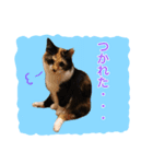 いえねこ m's 1（個別スタンプ：30）