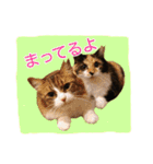 いえねこ m's 1（個別スタンプ：31）