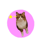 いえねこ m's 1（個別スタンプ：32）