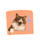 いえねこ m's 1（個別スタンプ：33）