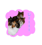 いえねこ m's 1（個別スタンプ：34）