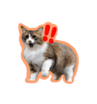 いえねこ m's 1（個別スタンプ：35）