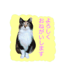 いえねこ m's 1（個別スタンプ：36）