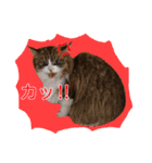 いえねこ m's 1（個別スタンプ：37）