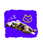 いえねこ m's 1（個別スタンプ：39）