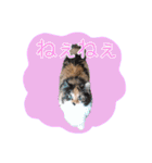 いえねこ m's 1（個別スタンプ：40）