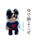愛犬マック（個別スタンプ：1）