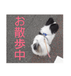 愛犬マック（個別スタンプ：3）