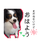 愛犬マック（個別スタンプ：5）