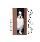 愛犬マック（個別スタンプ：7）