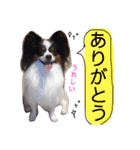 愛犬マック（個別スタンプ：9）