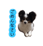 愛犬マック（個別スタンプ：10）