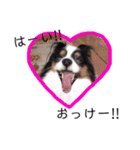 愛犬マック（個別スタンプ：12）