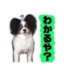愛犬マック（個別スタンプ：13）