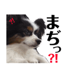 愛犬マック（個別スタンプ：14）