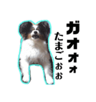 愛犬マック（個別スタンプ：15）