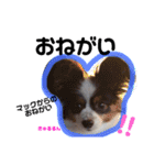 愛犬マック（個別スタンプ：16）