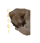 すっとぼけちょび
のスタンプ（個別スタンプ：4）