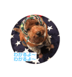 大人になったマロンちゅわん（個別スタンプ：1）