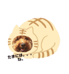 大人になったマロンちゅわん（個別スタンプ：9）