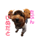 大人になったマロンちゅわん（個別スタンプ：11）
