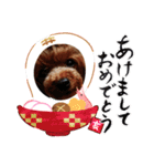 トイプードル  J     お正月編（個別スタンプ：5）
