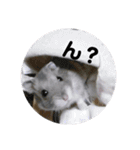 じゃんがりあんのなっとう（個別スタンプ：19）