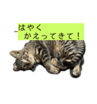 野良猫のじう（個別スタンプ：1）