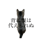 野良猫のじう（個別スタンプ：2）