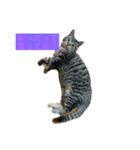 野良猫のじう（個別スタンプ：3）