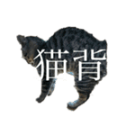 野良猫のじう（個別スタンプ：6）