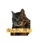 野良猫のじう（個別スタンプ：7）