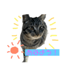 野良猫のじう（個別スタンプ：11）