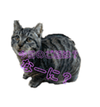 野良猫のじう（個別スタンプ：12）