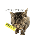 野良猫のじう（個別スタンプ：13）
