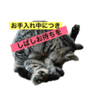 野良猫のじう（個別スタンプ：14）