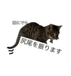野良猫のじう（個別スタンプ：16）