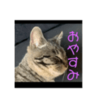 野良猫のじう（個別スタンプ：20）