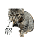 野良猫のじう（個別スタンプ：21）