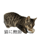 野良猫のじう（個別スタンプ：22）