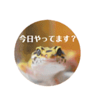 ぺろの日常（個別スタンプ：3）
